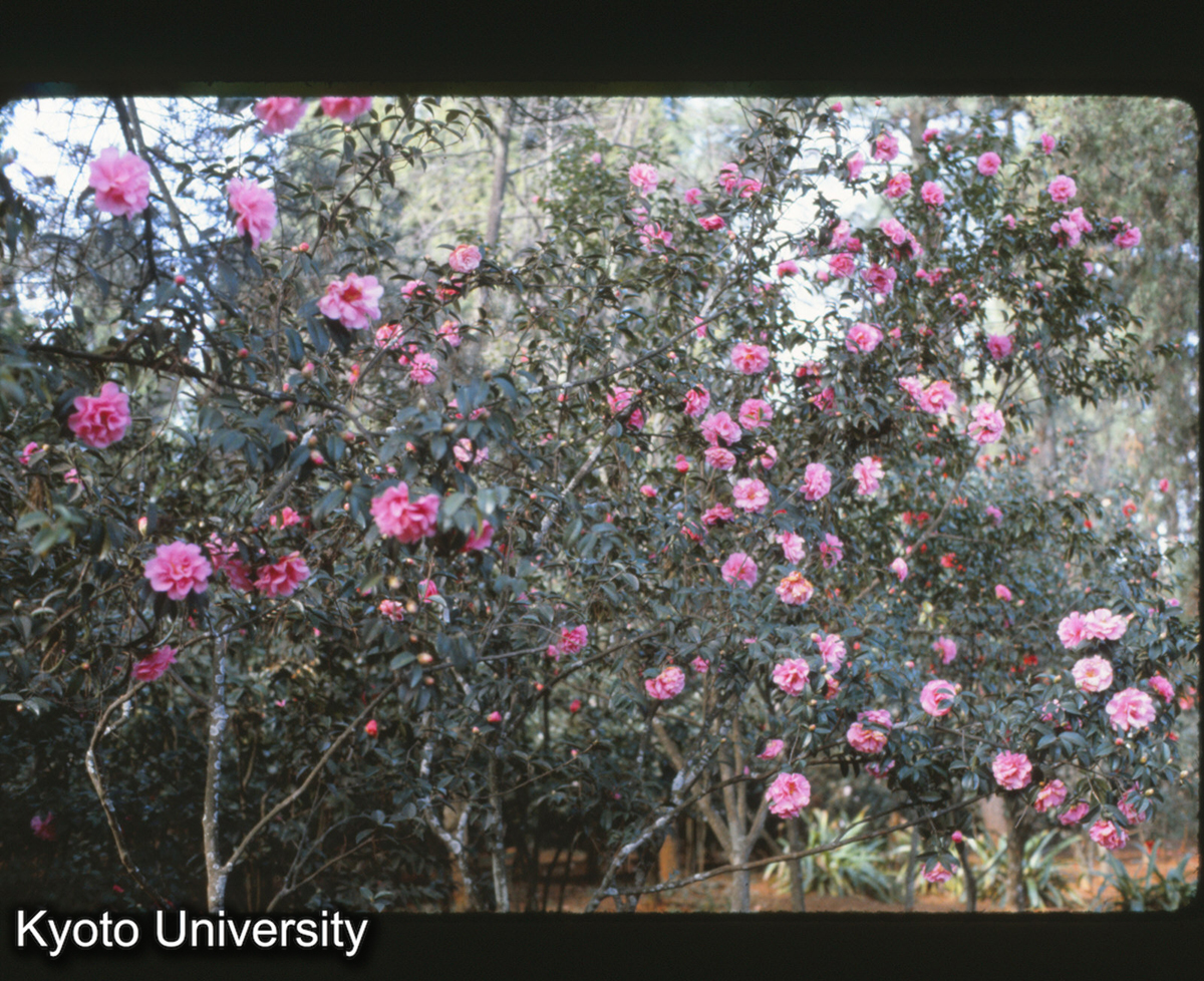 115-1_山茶 昆明植物園 (1)