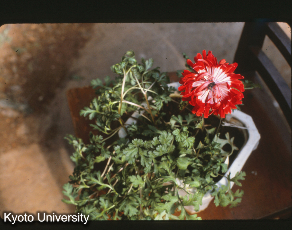 115-2_深紅菊 日本品種 昆明植物園 (1)