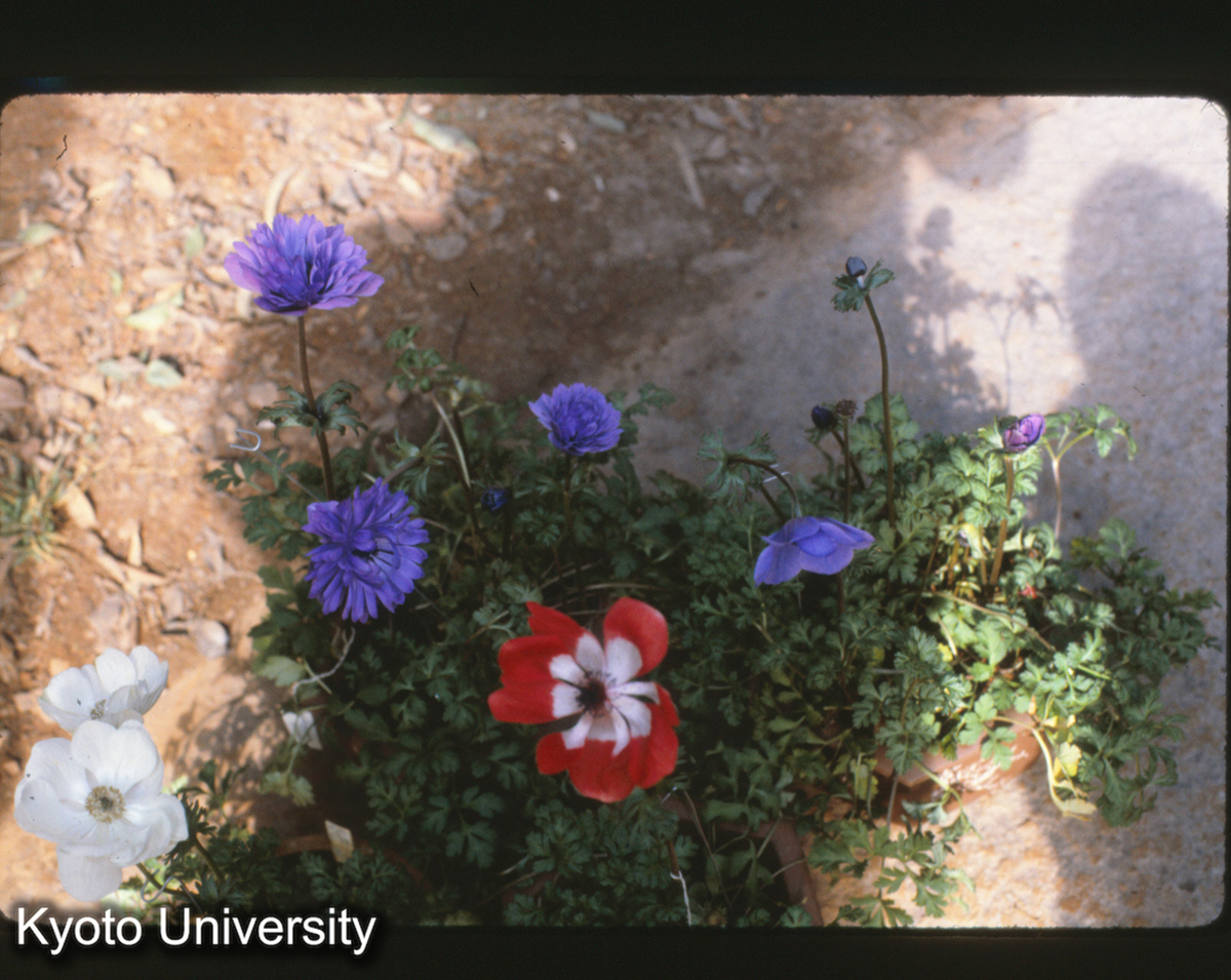 115-3_銀蓮花 日本品種 昆明植物園 (1)