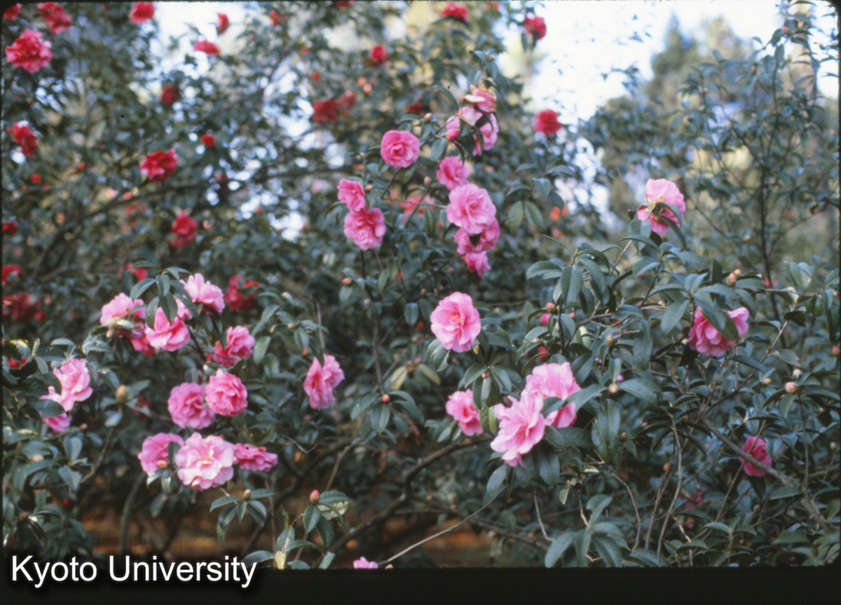 115-5_山茶 昆明 (1)