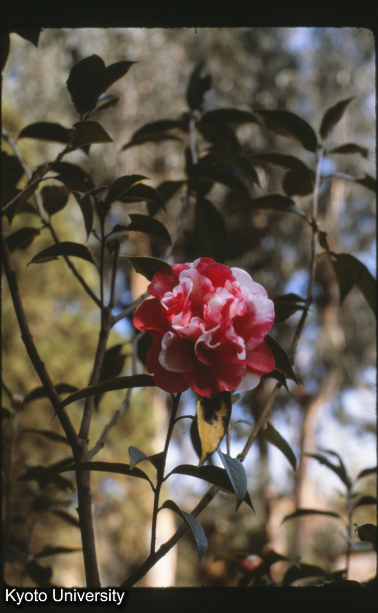 115-6_山茶 昆明 (1)