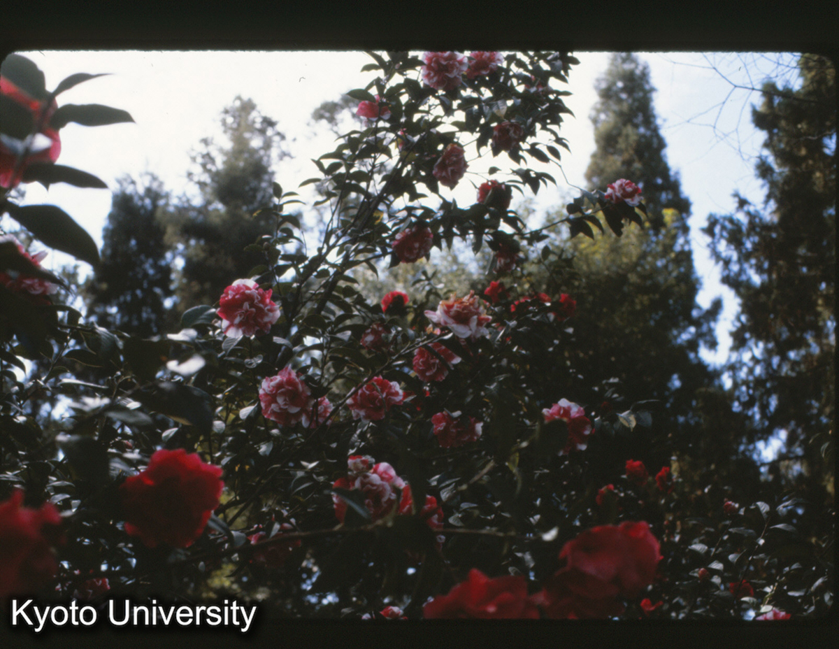 115-8_山茶 昆明 (1)