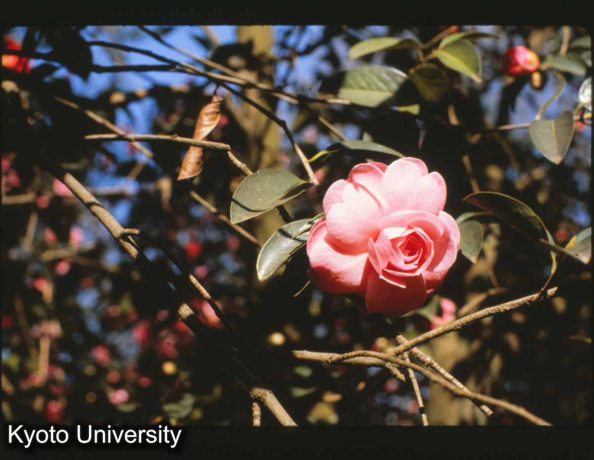 115-9_山茶 昆明 (1)