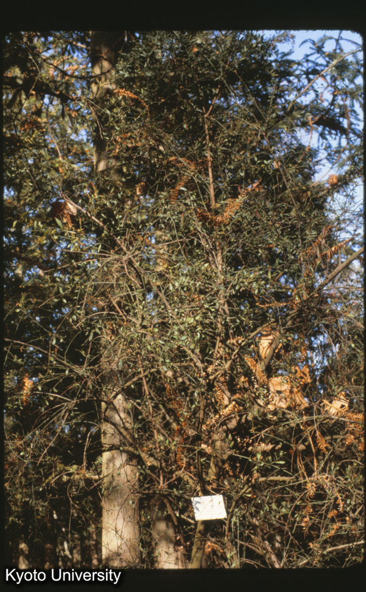 115-10_沙針（檀香科）根が香る 昆明 (1)