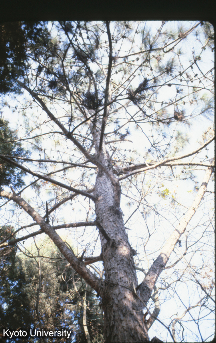 115-13_雲南松 （建築家具） 昆明植物園 (1)