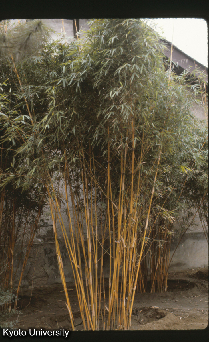 118-17_竹 成都 (1)