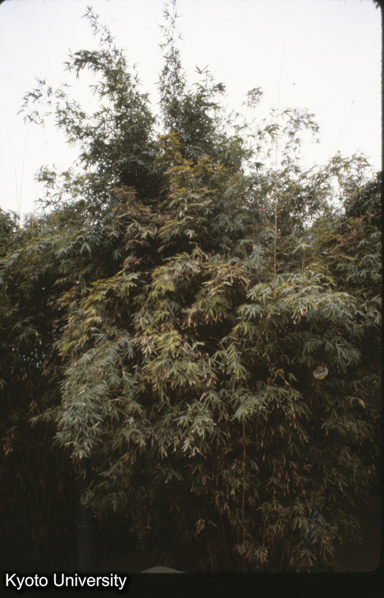 118-22_成都 望江公園 (1)