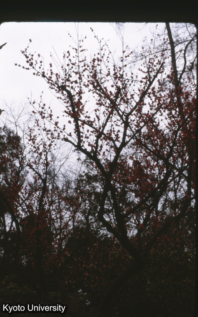 118-34_梅 成都 (1)