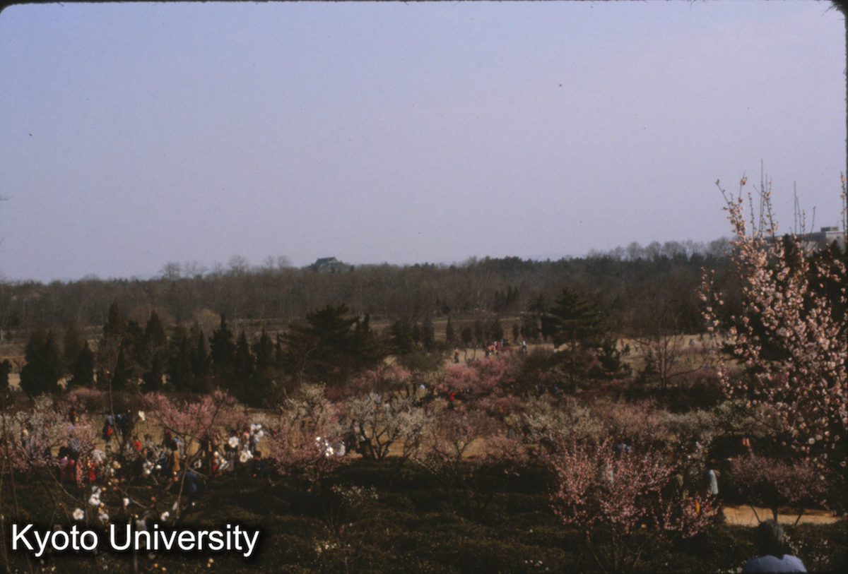 124-25_南京 梅花山 (1)