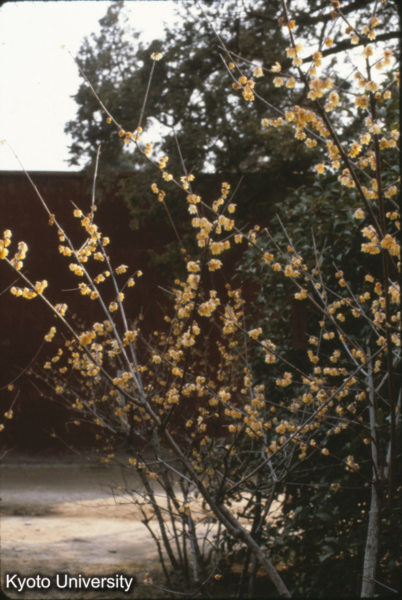 124-27_白梅 南京 梅花山 (1)