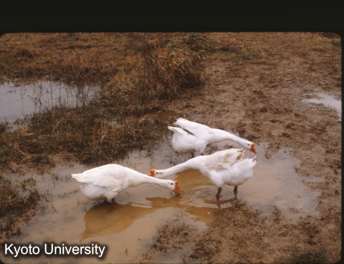 130-32_あひる 南京 (1)