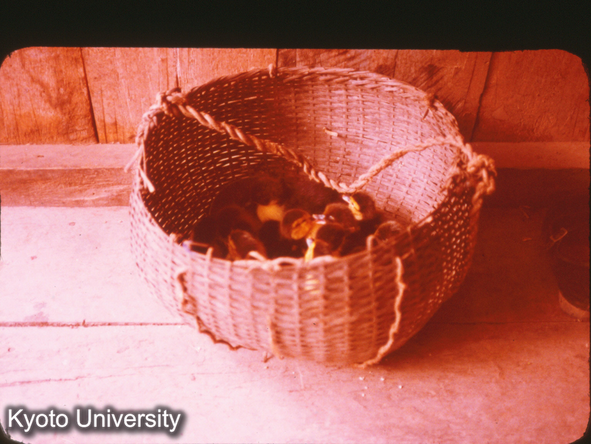 P312_かごと犬 景洪 タイ族民居 (1)