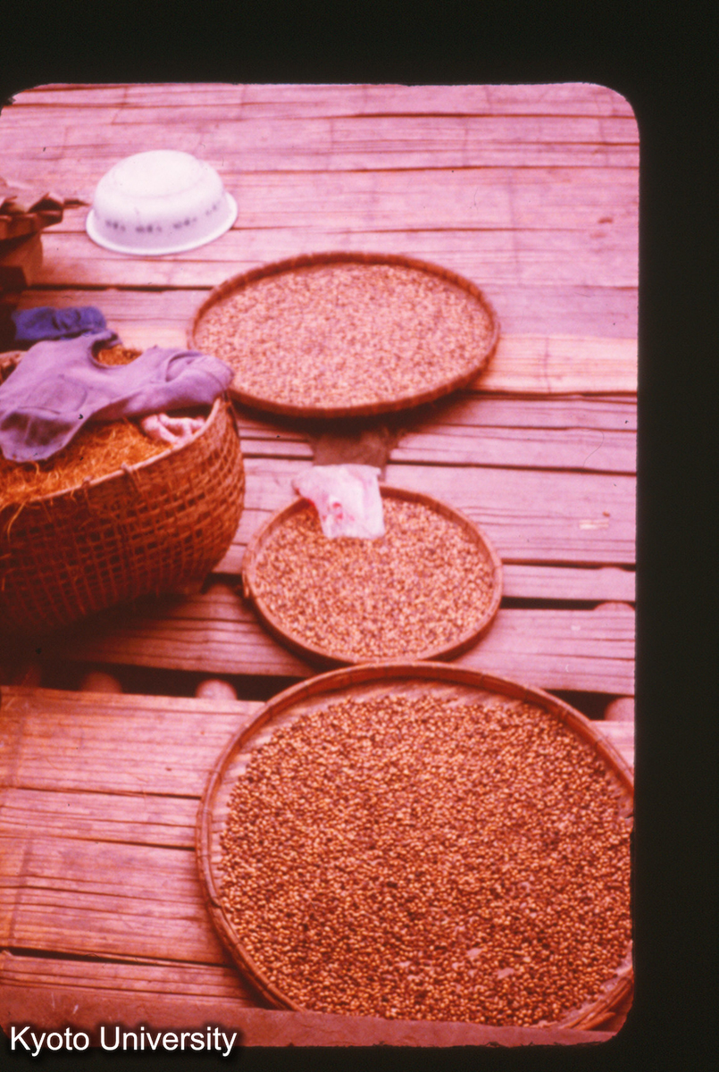 P313_豆の乾燥 景洪 タイ族民居 (1)