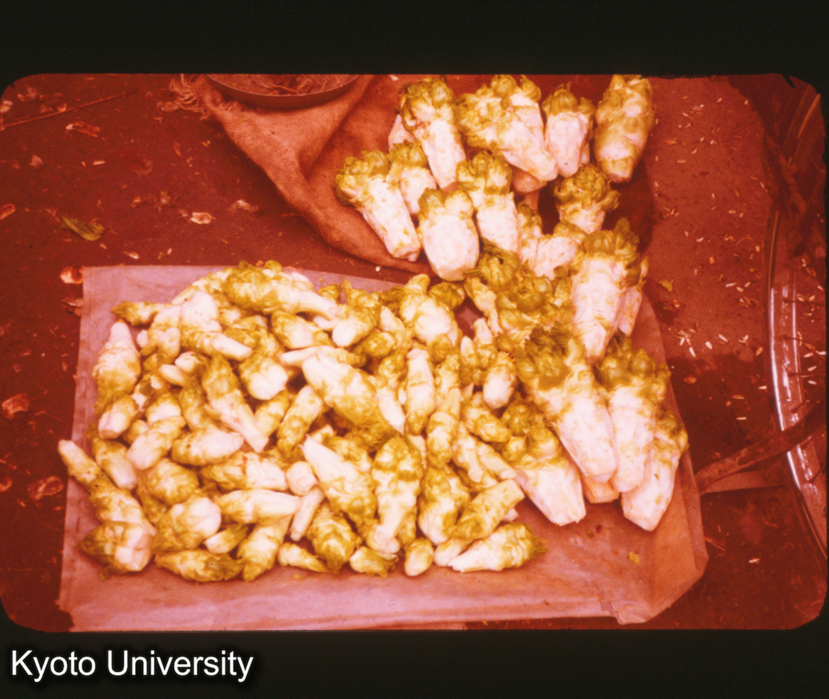 P348_榨菜のもと 成都 (1)