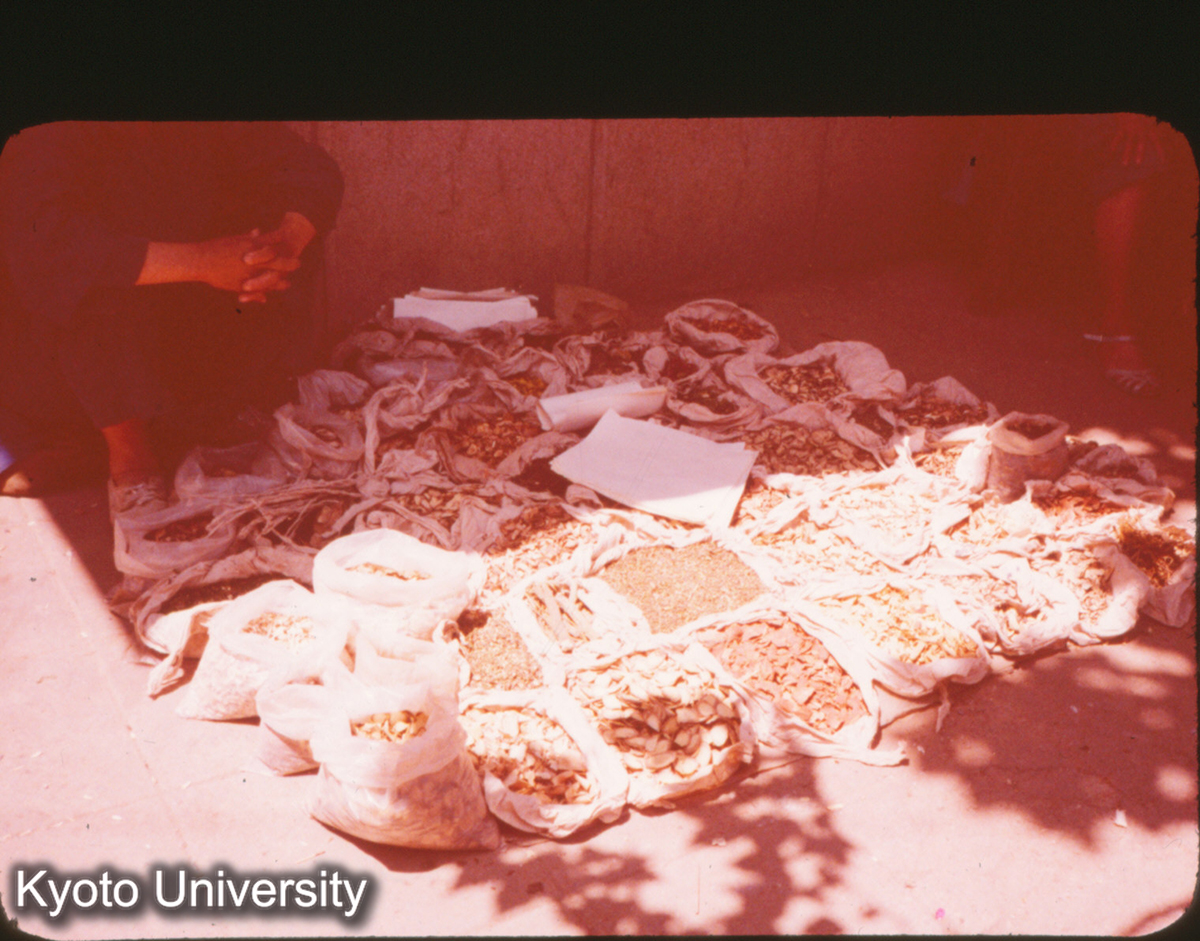 P17_江寧 秣陵人民公社 中薬 (1)