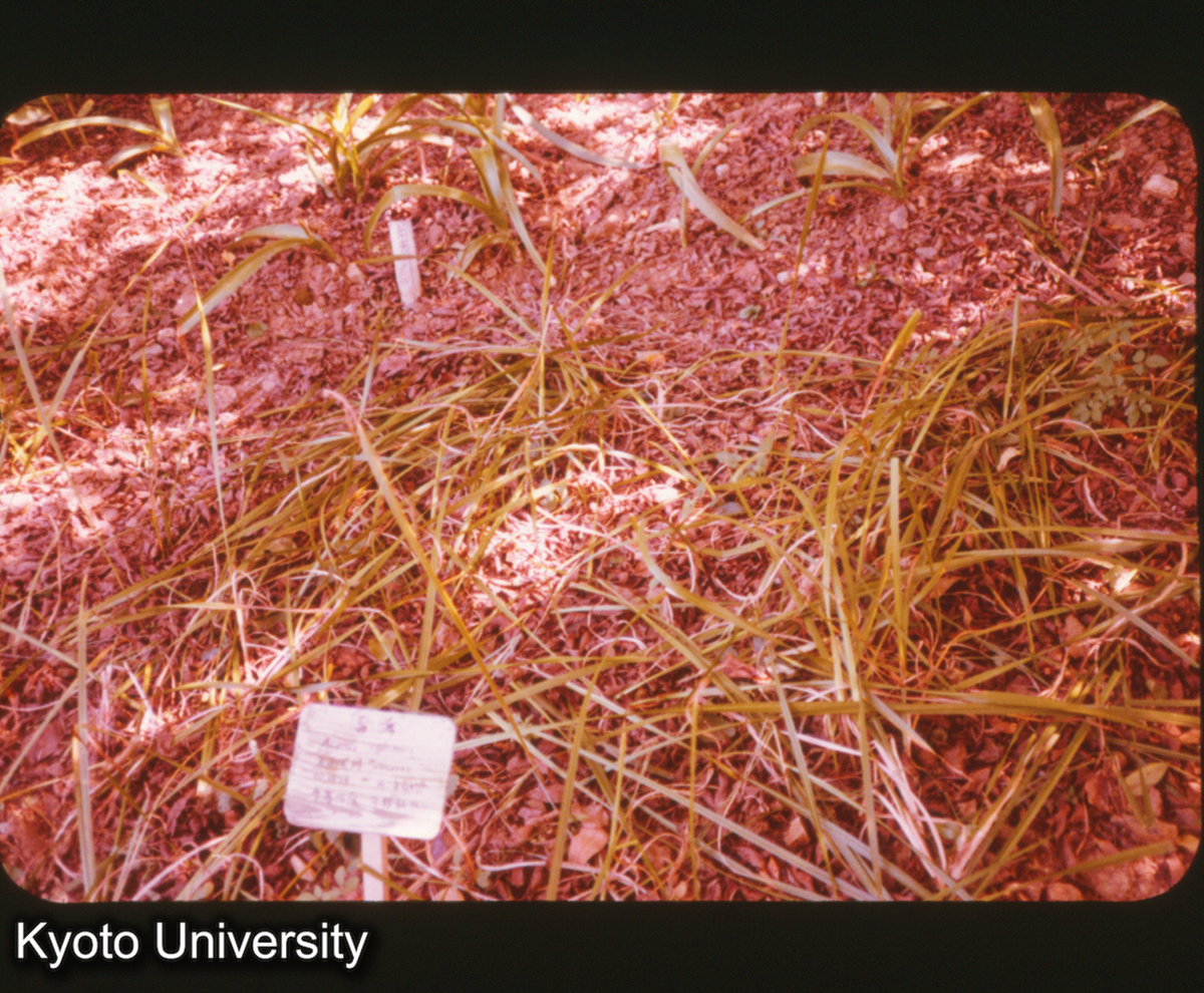 P140_南京中山植物園 中薬 (1)