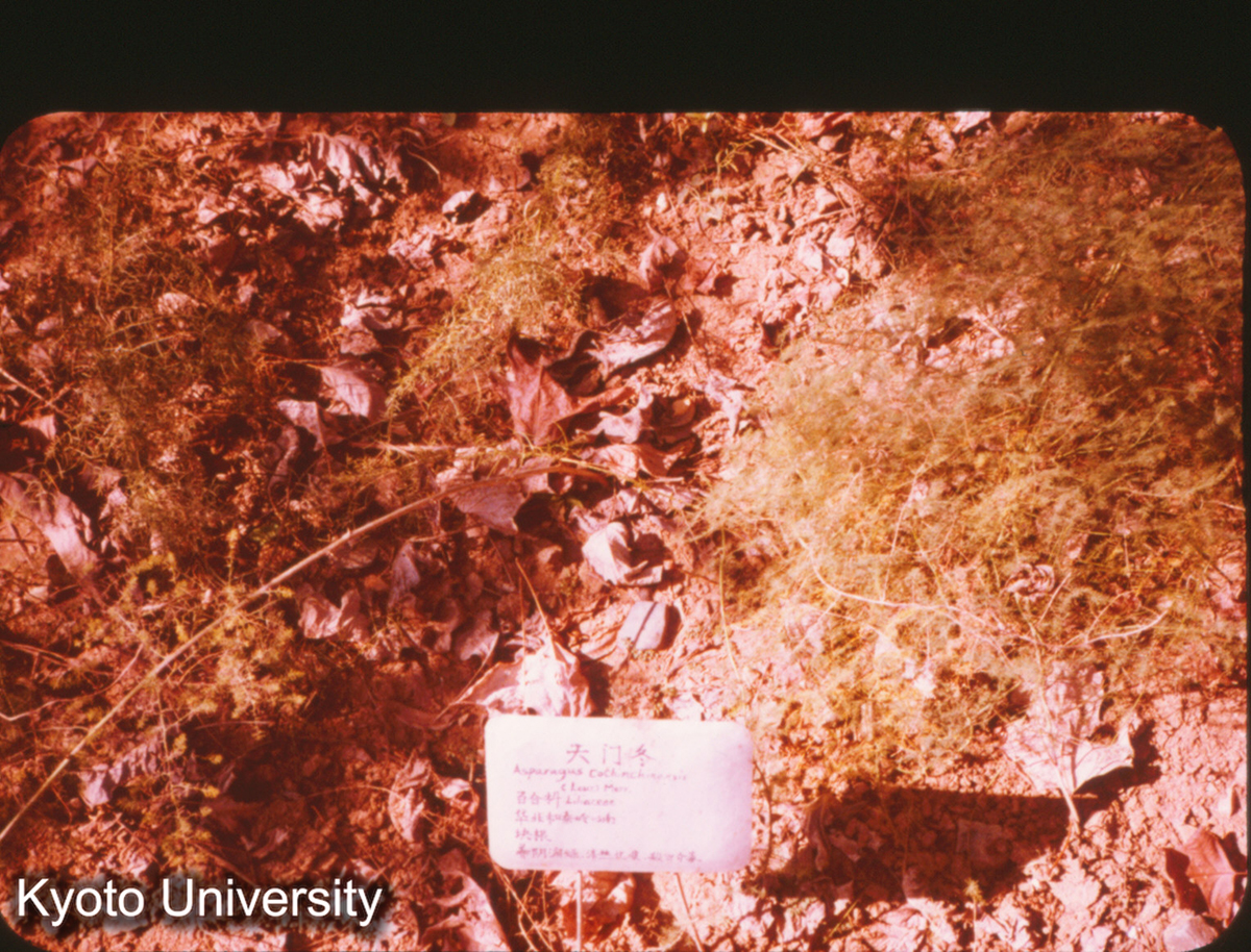 P141_南京中山植物園 中薬 天門冬 (1)