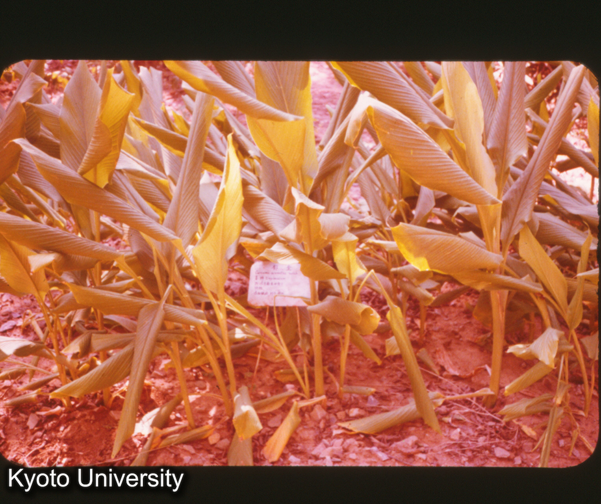 P142_南京中山植物園 中薬 (1)