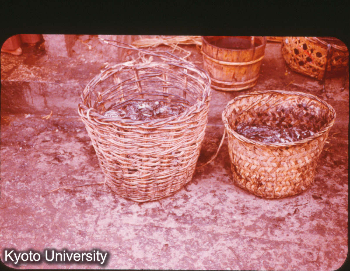 P241_いか 泉州 （すみが出ている） (1)