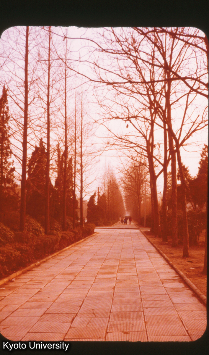 P261_春節風景 ちりのない路 （南京） (1)