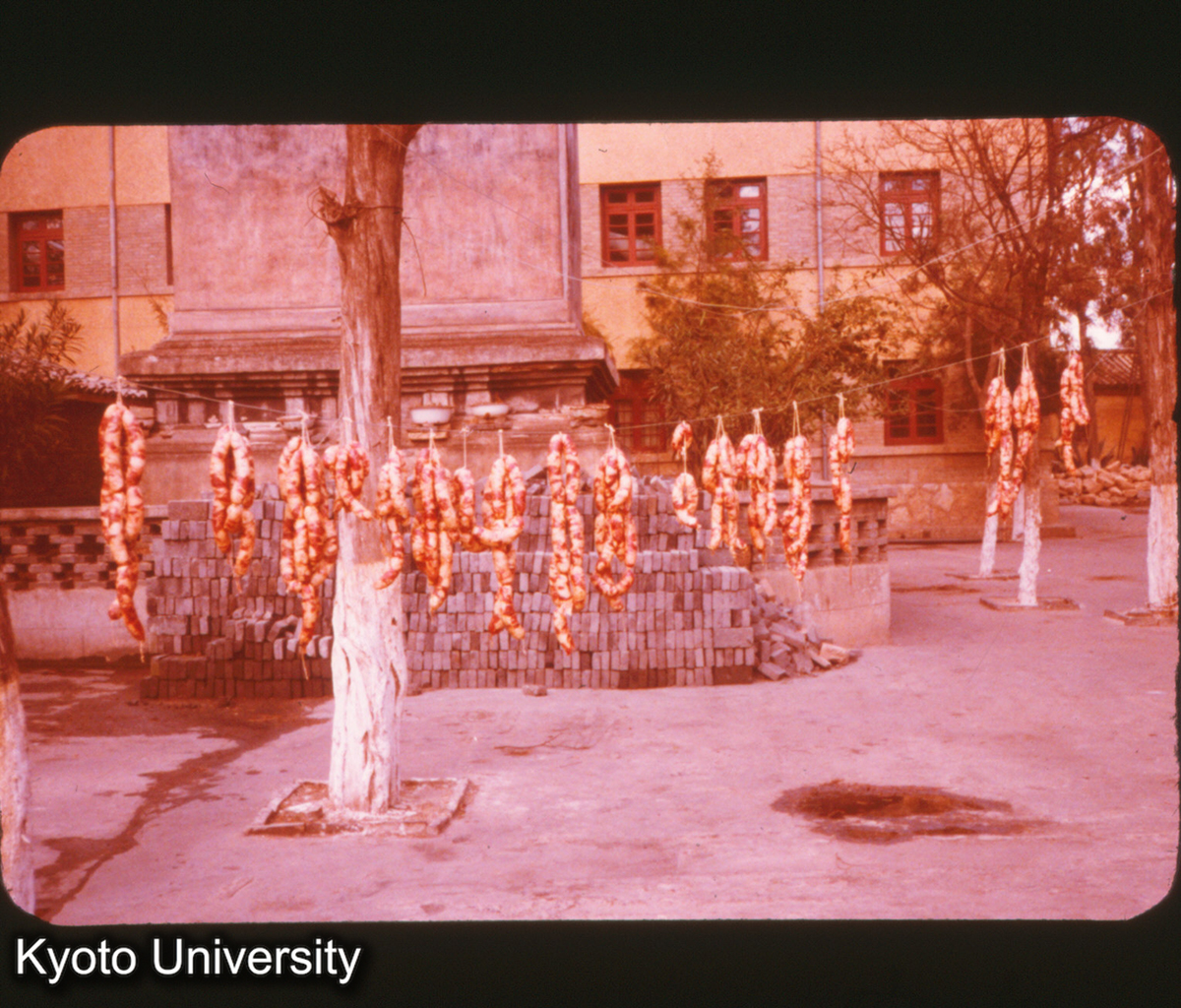 P274_ハム 宜良 (1)