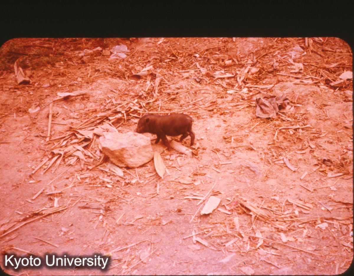 P287_小豚 景洪 (1)