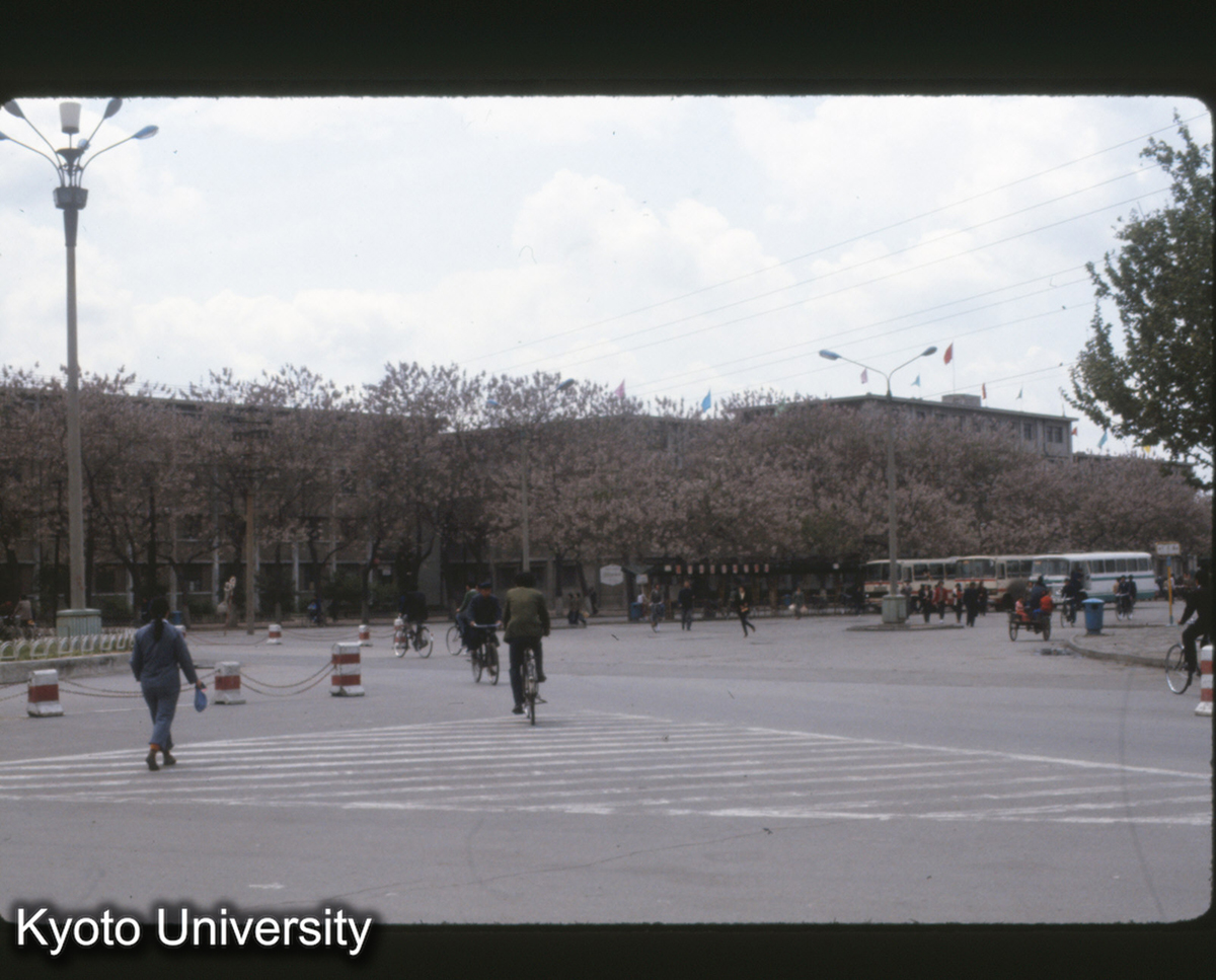 379_邯鄲市内 梧桐の並木 (1)