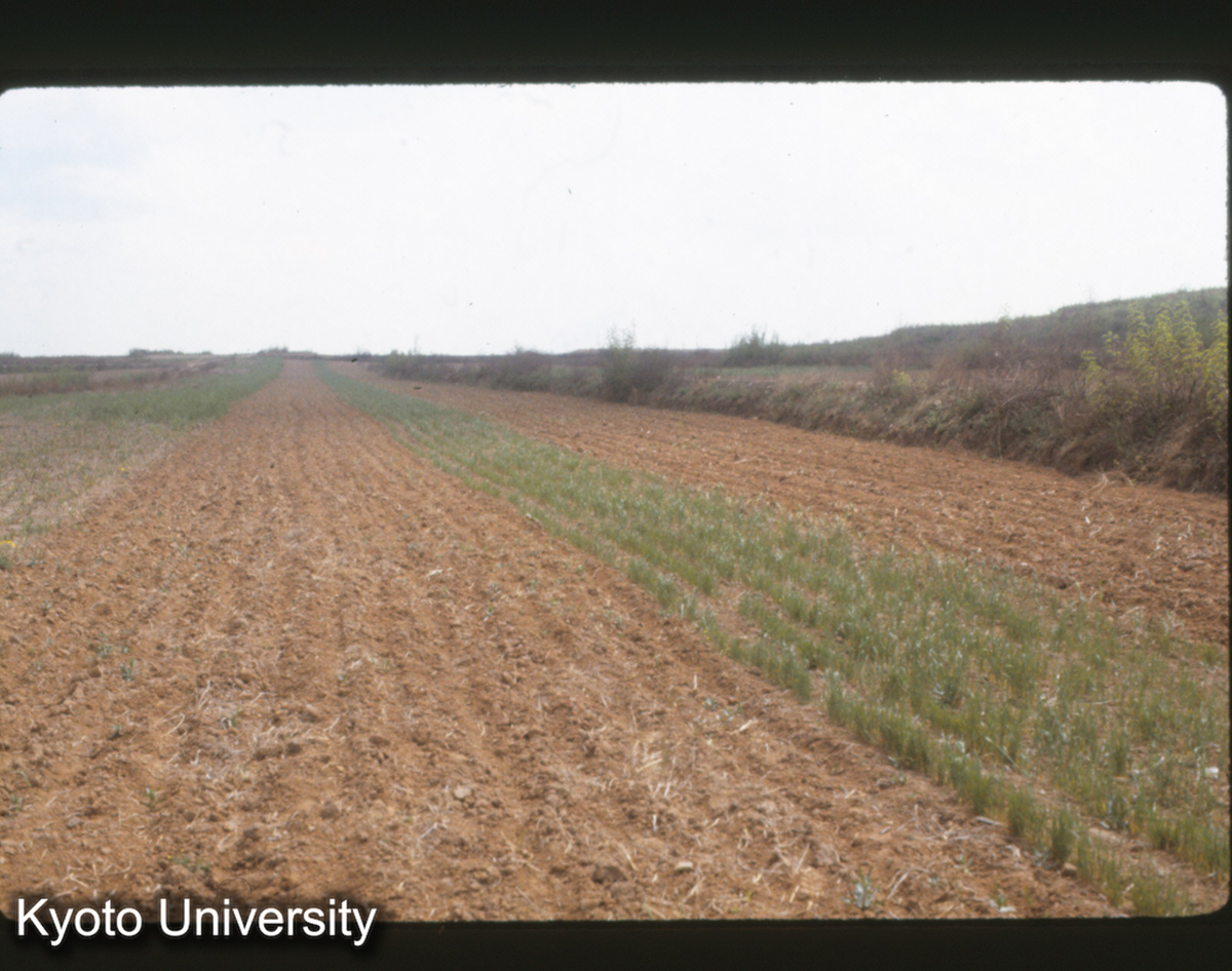 388_邯鄲 趙王城 龍台 (1)