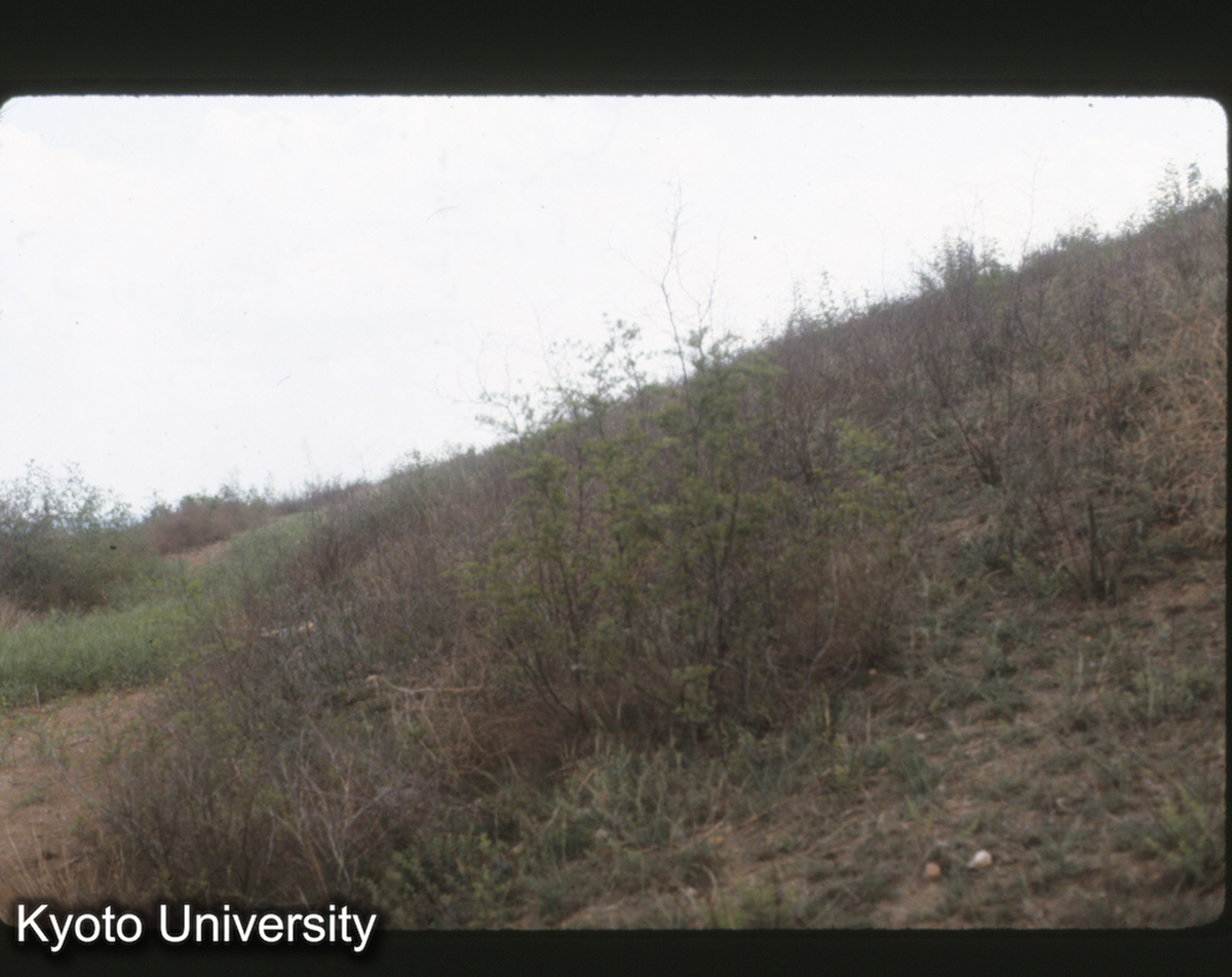 392_趙王城 西城龍台 台榭式（原有二層夯土台） (1)