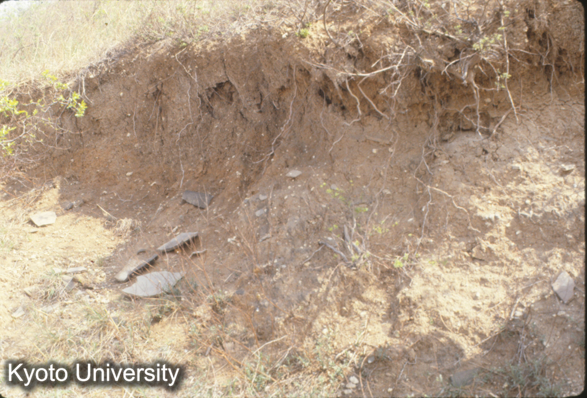 409_趙王城西城 南城墻東門 東寄り（36地点）裏面段層2"舗瓦"残片 (1)