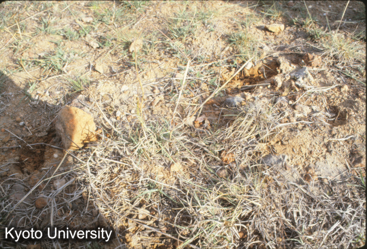 421_趙王城 城墻"紅焼土" (1)