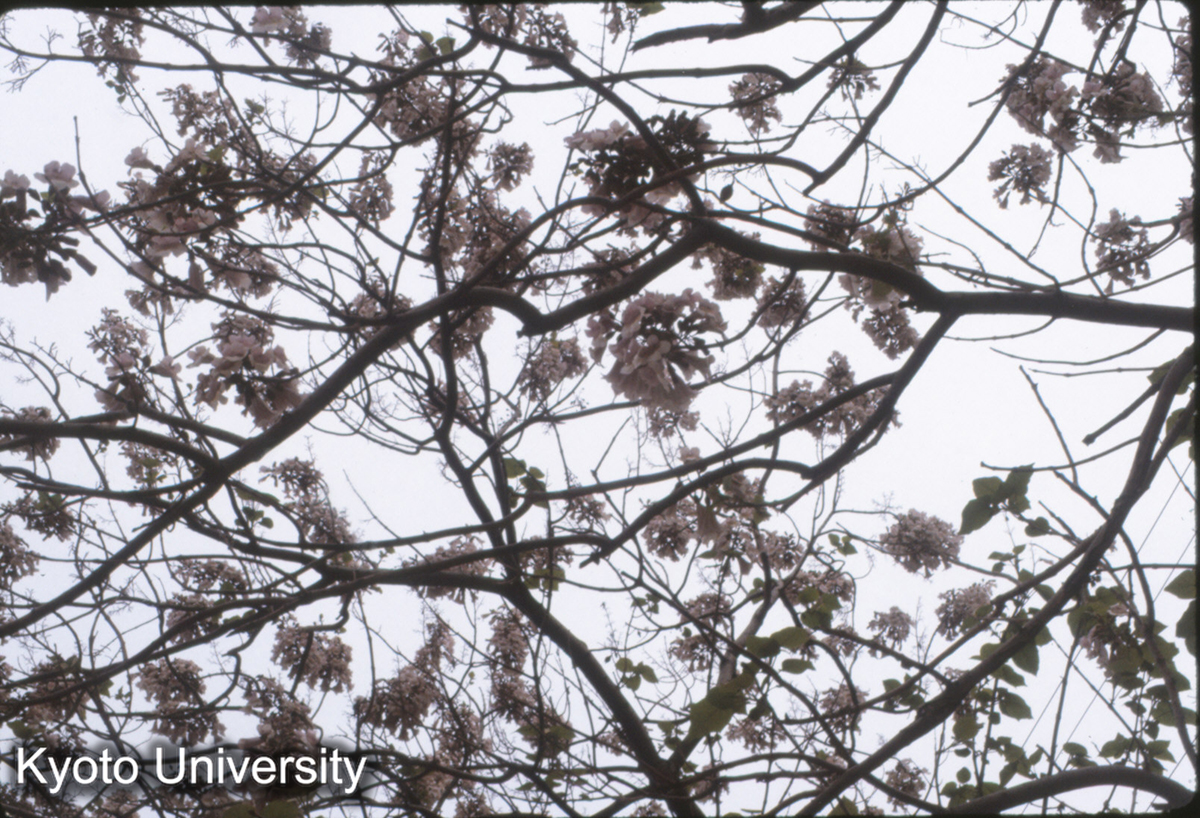 530_邯鄲 梧桐の花と実 (1)