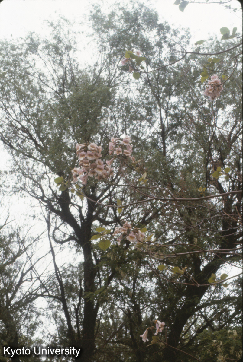 547_邯鄲 梧桐 (1)