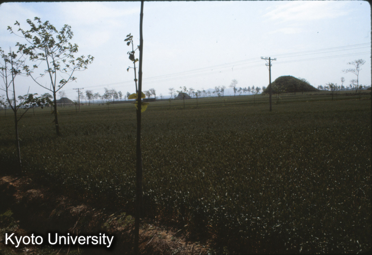 589_洛陽 漢墓群 (1)