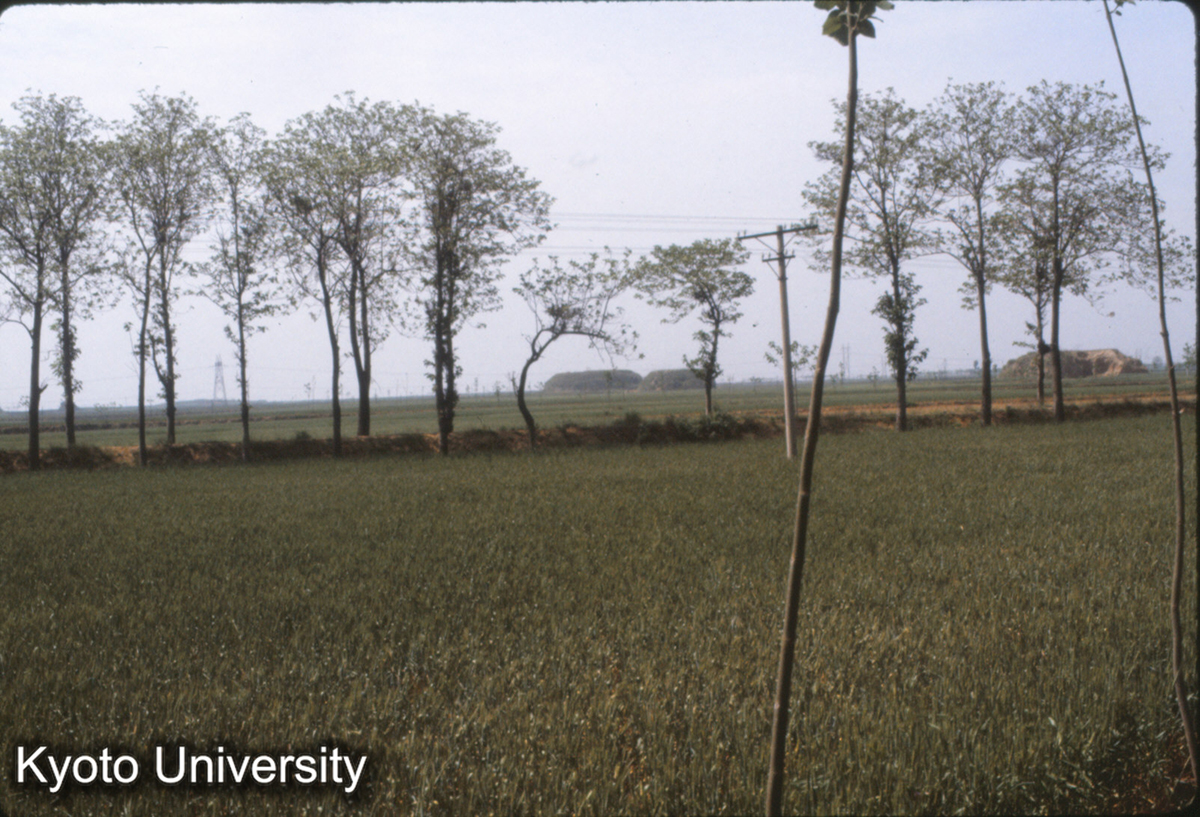 590_洛陽 漢墓群 (1)