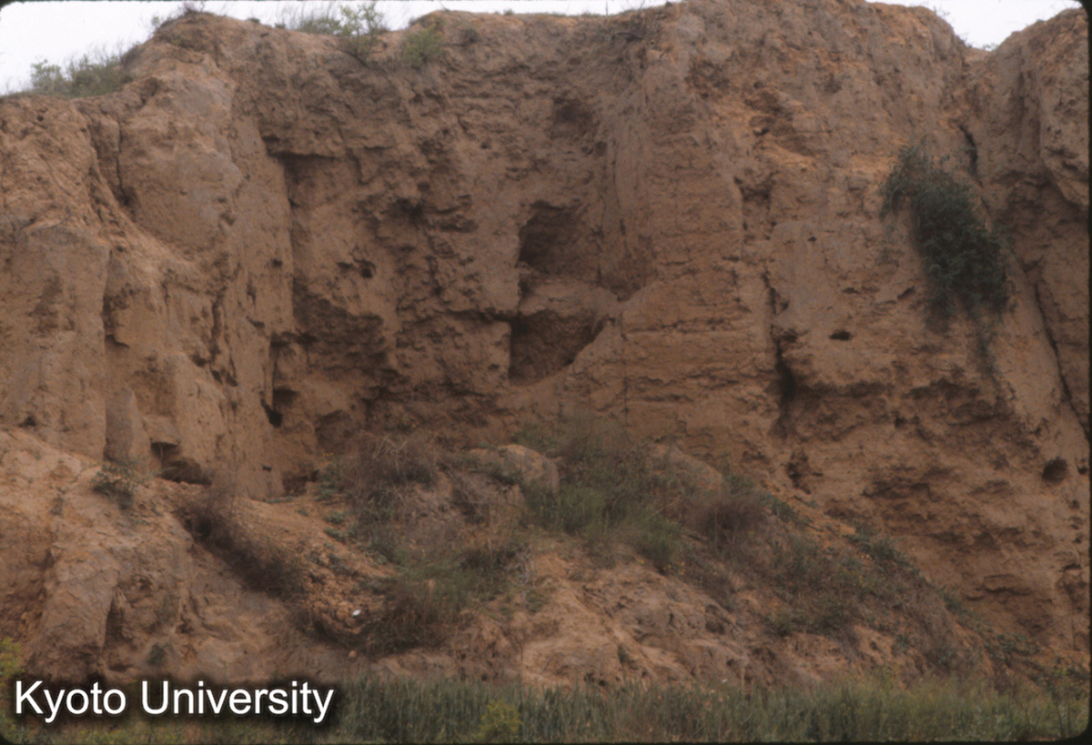 621_洛陽東干溝 東周城 西北角 夯土墻詳細 (1)