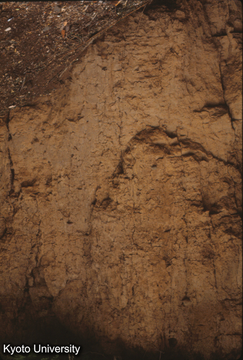 629_洛陽瞿豪屯・東周城南墻北面 （当初の基礎部分。残存最高部（現高3.7m）がおよそ当初の地面） (1)