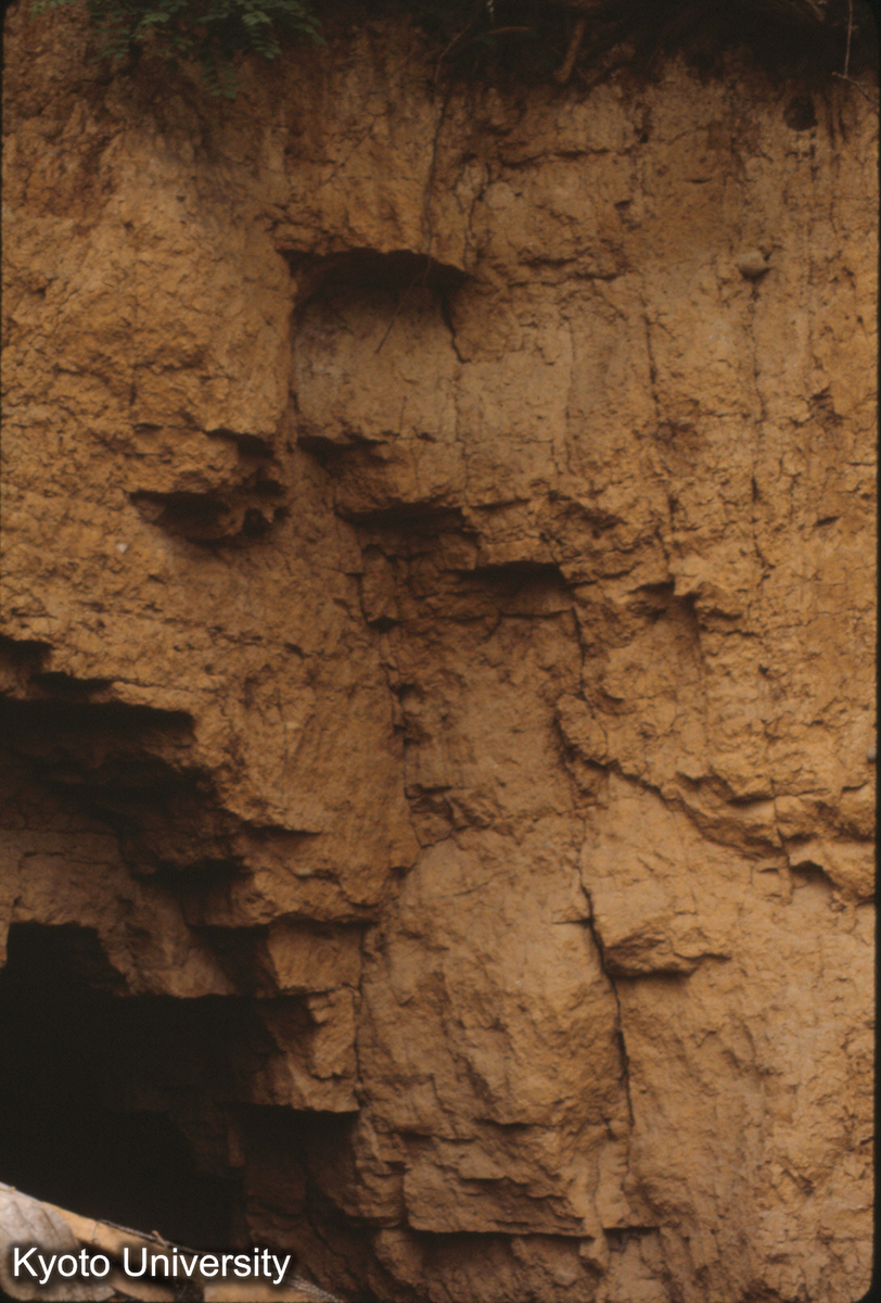 630_洛陽瞿豪屯・東周城墻南墻北面 (1)
