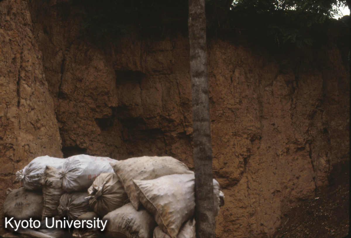 631_洛陽 瞿豪屯 東周城南墻北面 (1)