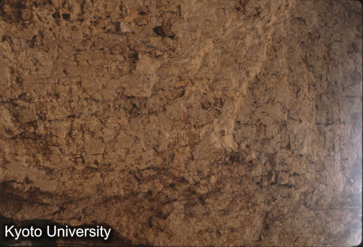 632_洛陽 瞿豪屯 東周城南墻北面 夯土層 (1)