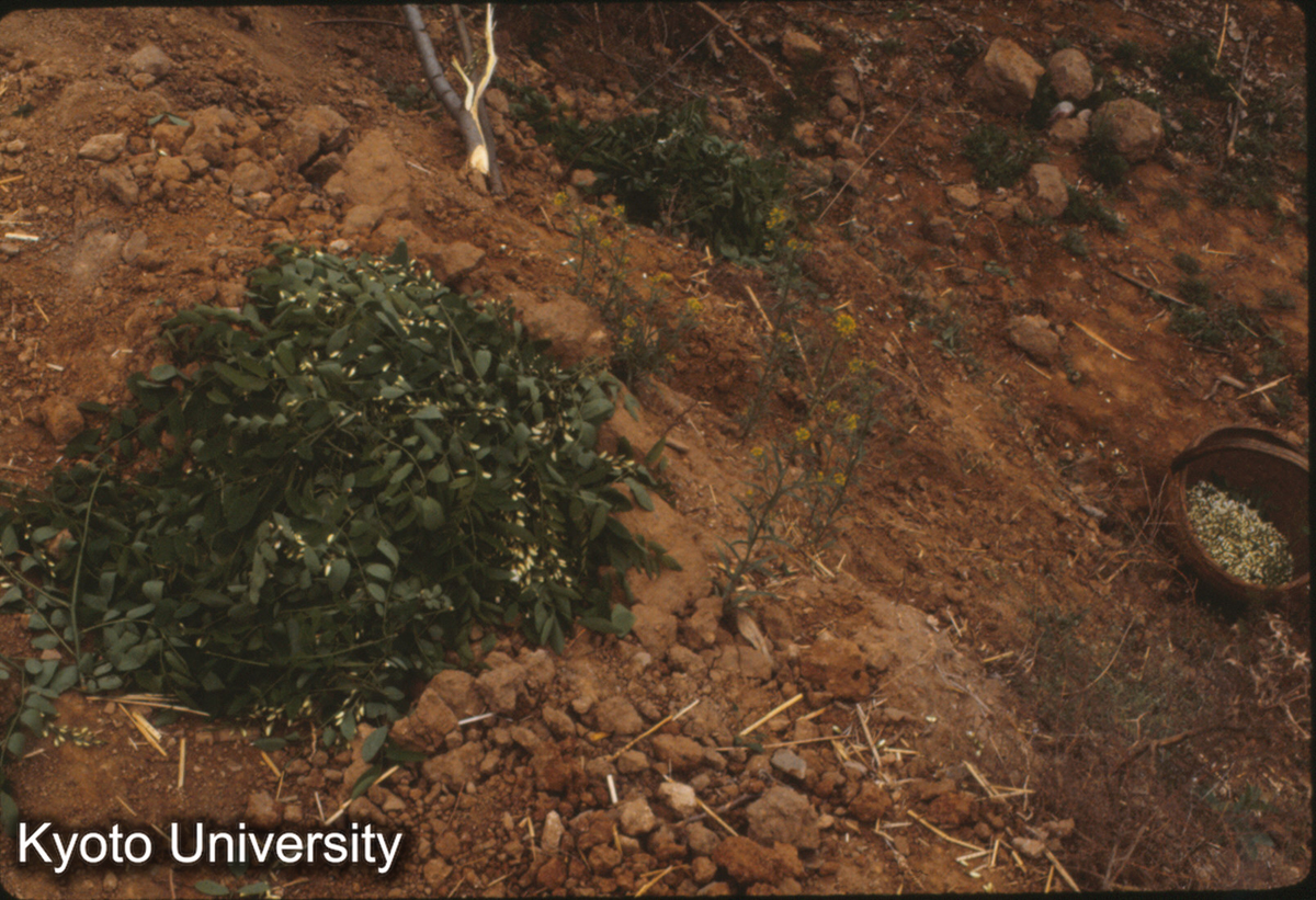 653_摘花 （仰韶村） (1)