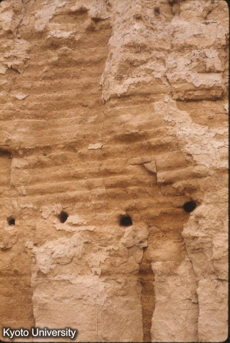 718_夏県禹王城 大城西城墻 寛度8-10m 厚（夯土）5cm;7～8cm (1)