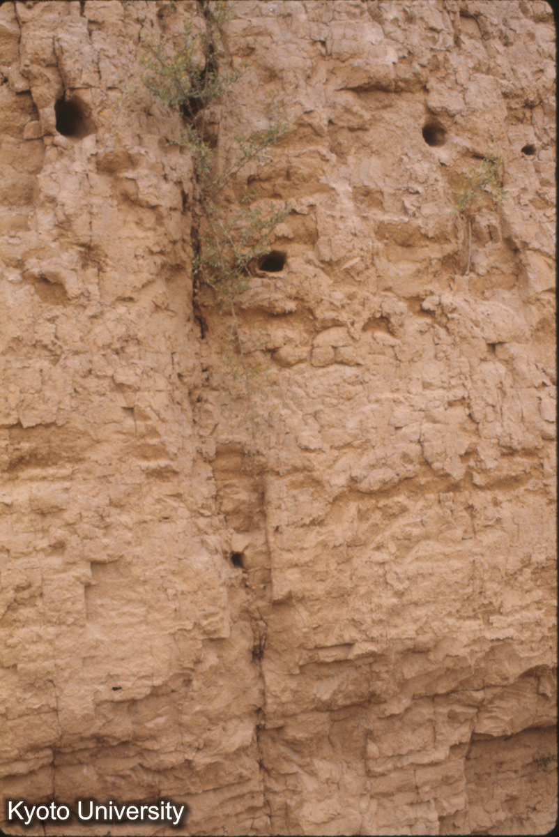 720_夏県禹王城 夯土 5cm;7～8cm (1)