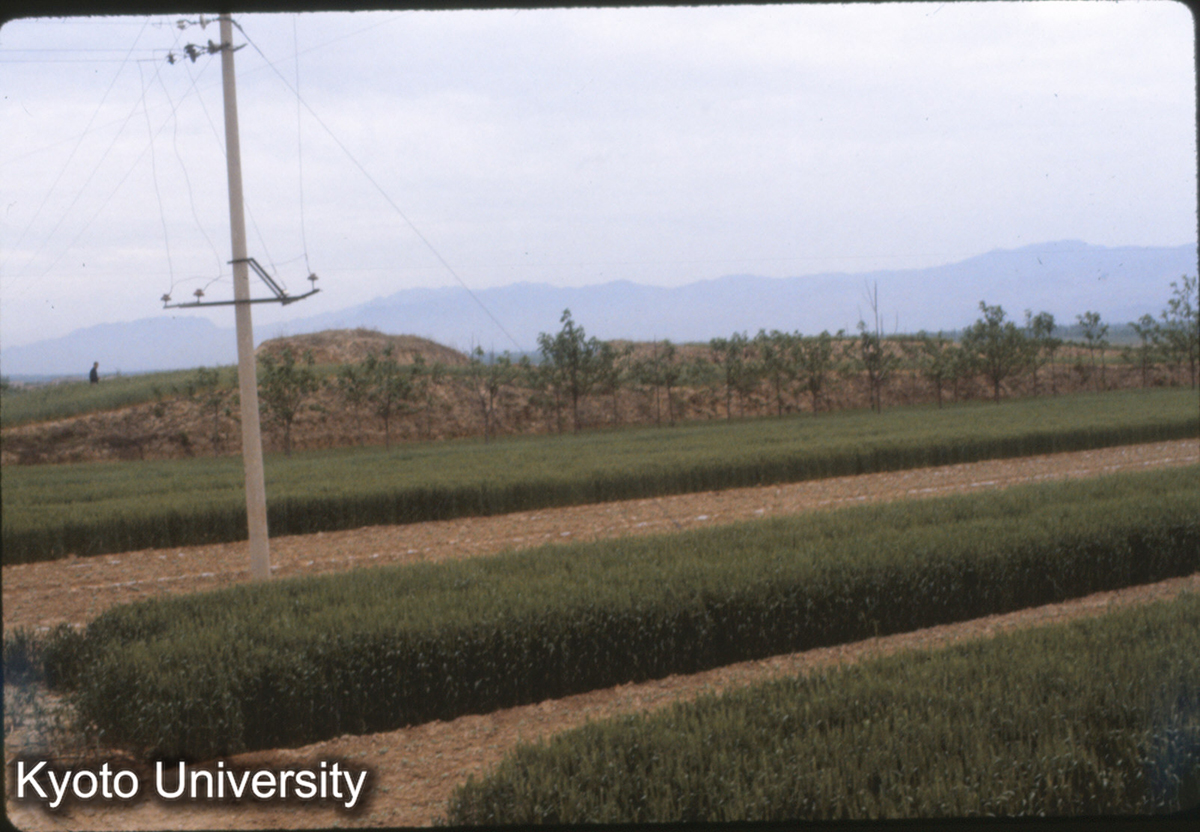 735_夏県禹王城 小・中城北墻 (1)