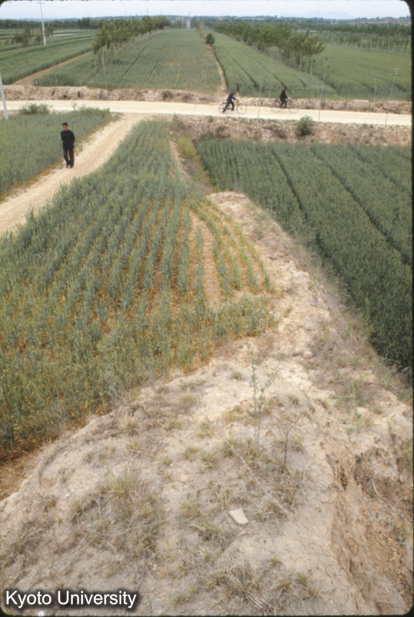 739_禹王城 小・中城北墻上より西をみる (1)