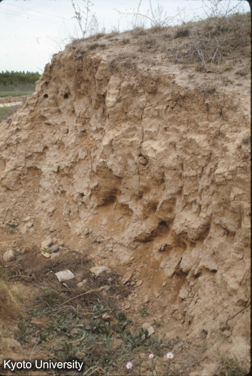 742_禹王城小・中城北墻 詳細 夯土ア7cm (1)