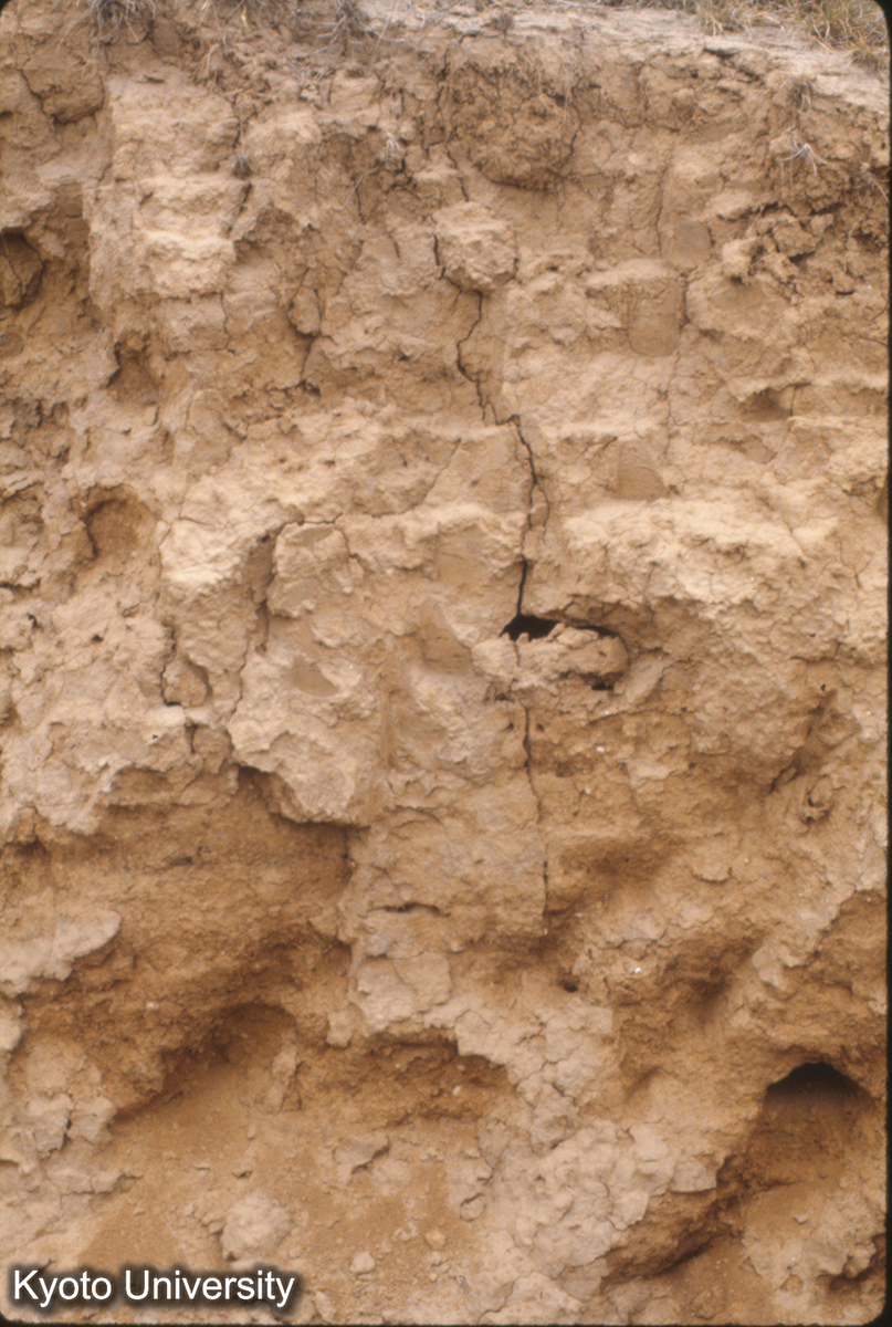 743_禹王城小・中城北墻 夯土 ア 7cm (1)