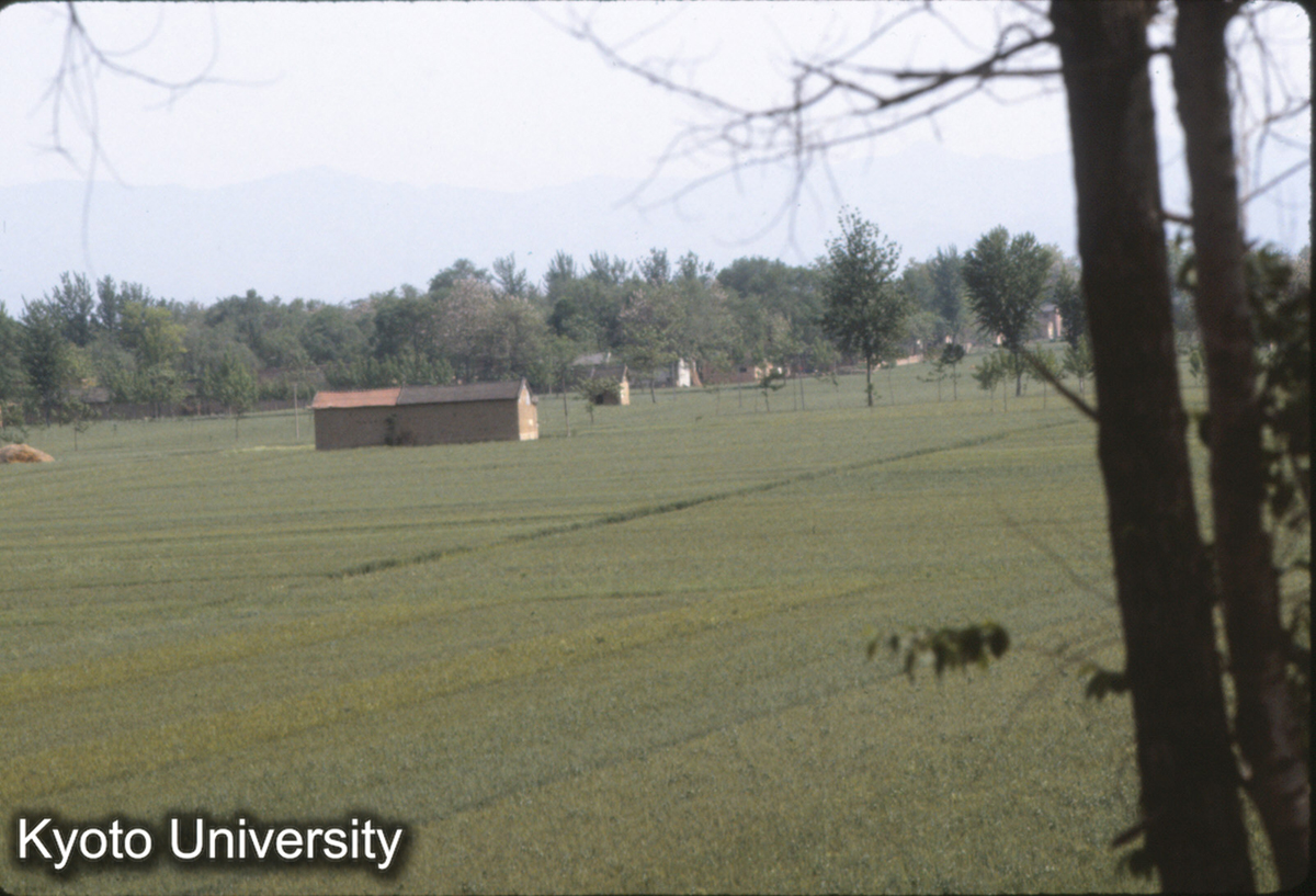 789_この建物の右（西）が 二里頭2号宮殿址 (1)