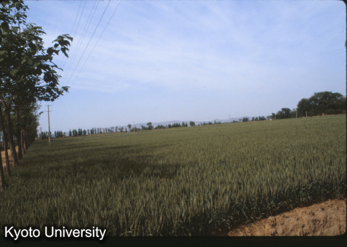 793_洛陽 東漢太学 (1)