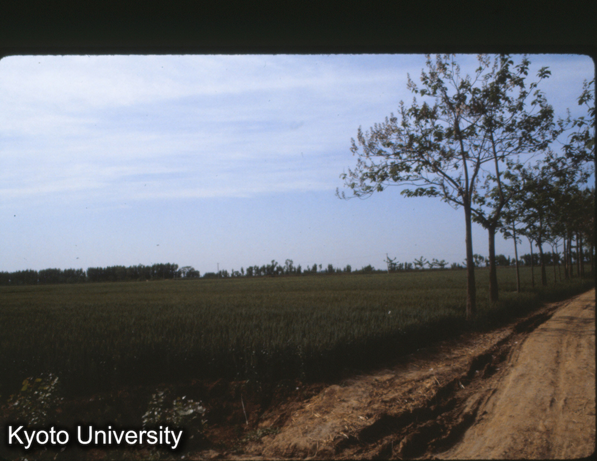 794_洛陽 東漢太学 左（西） (1)